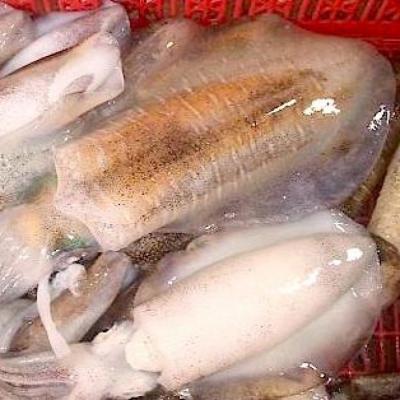 Mực Lá - Thiên Nhiên